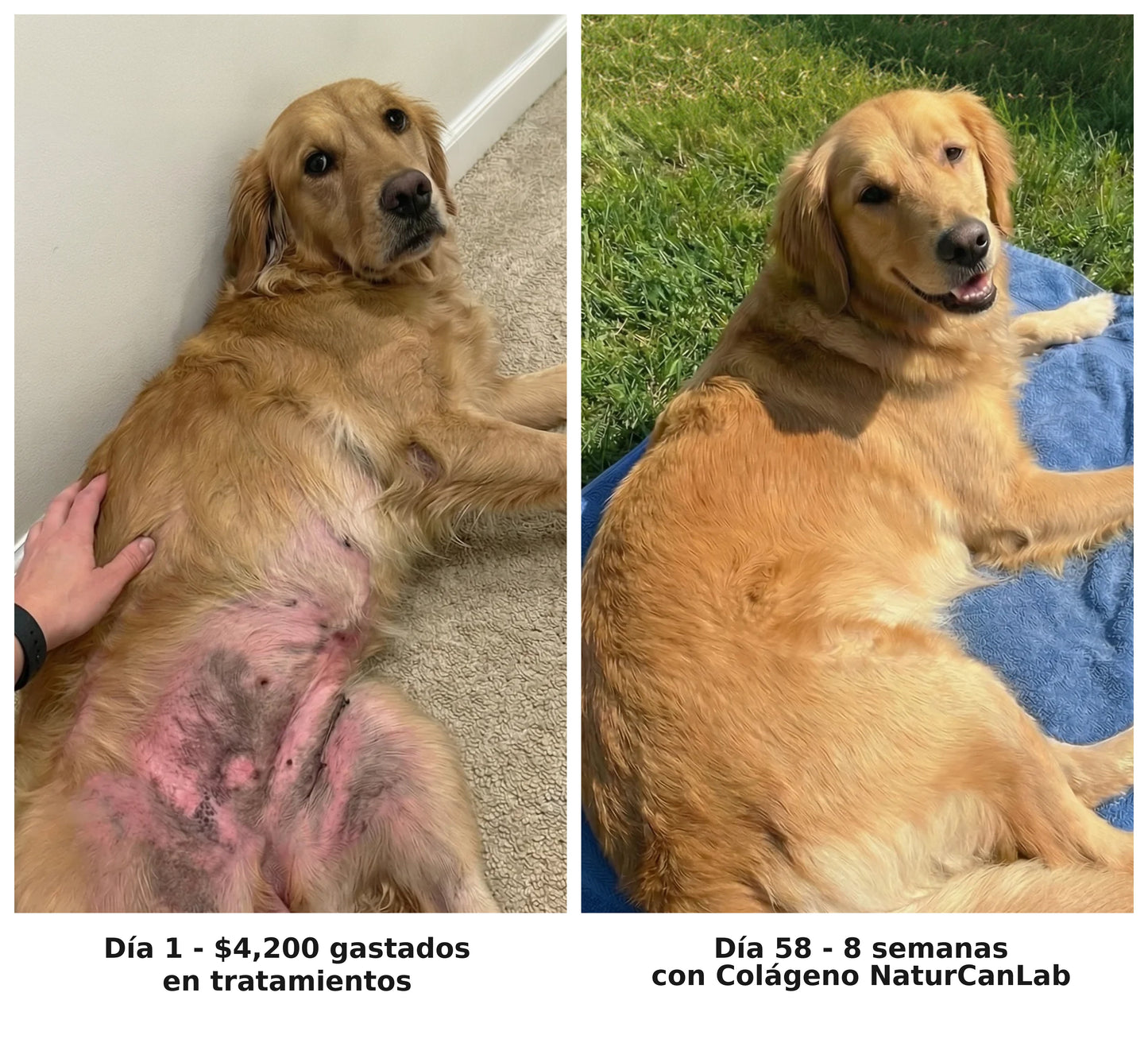 NaturCanLab Colágeno Líquido